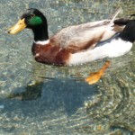 杖ノ淵公園の用水路の鴨